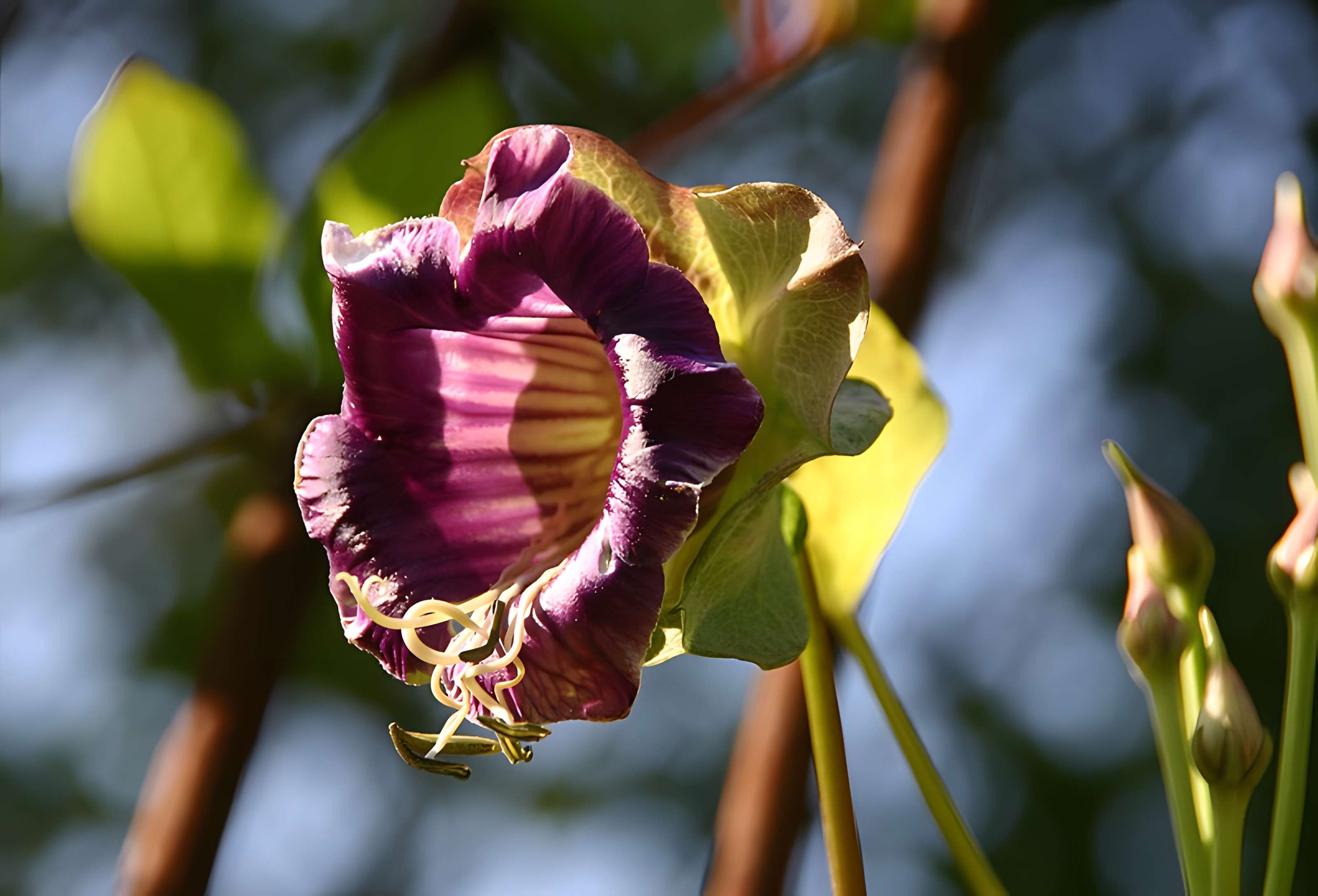 Château de Fougères-sur-Bièvre