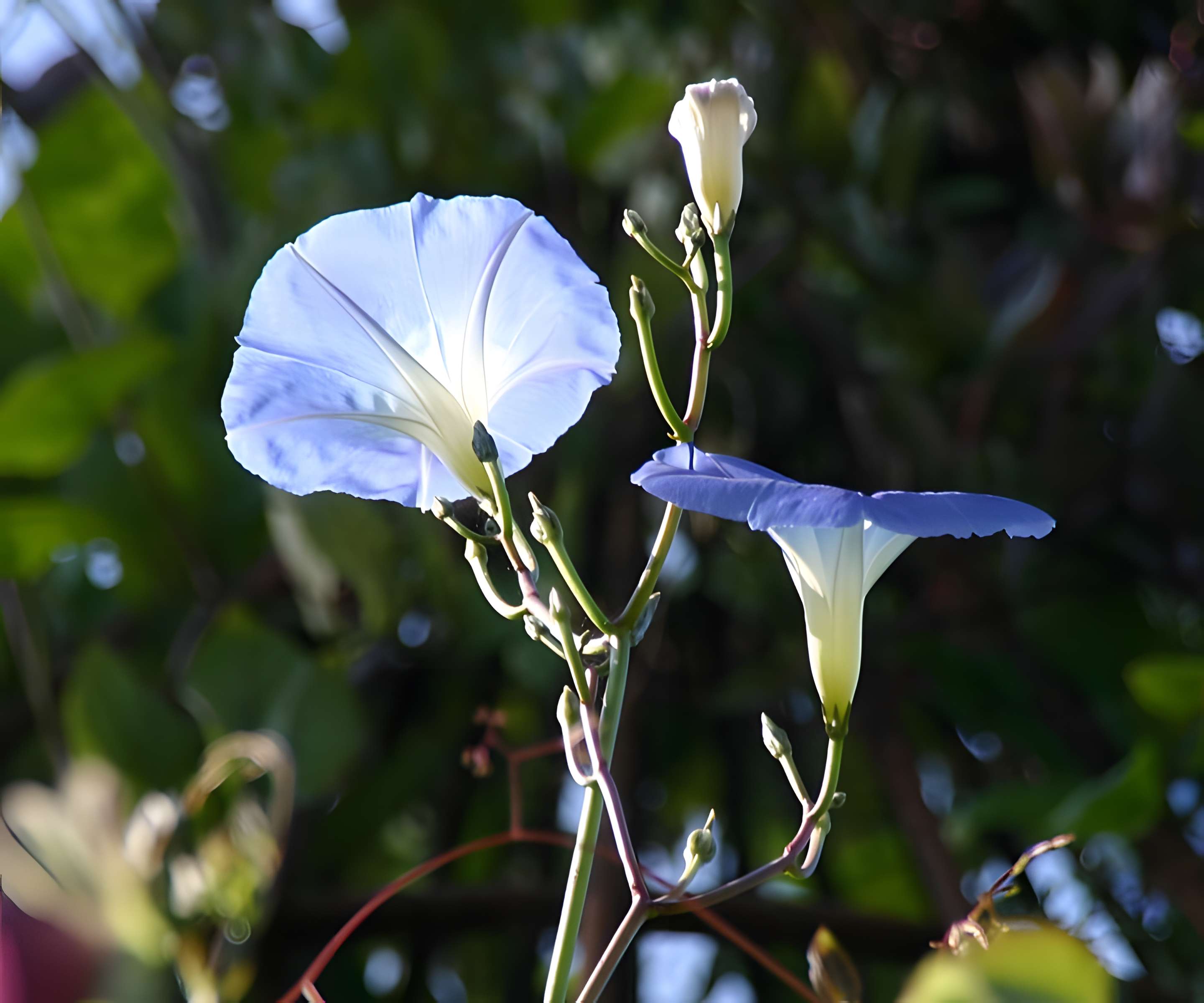 Château de Fougères-sur-Bièvre