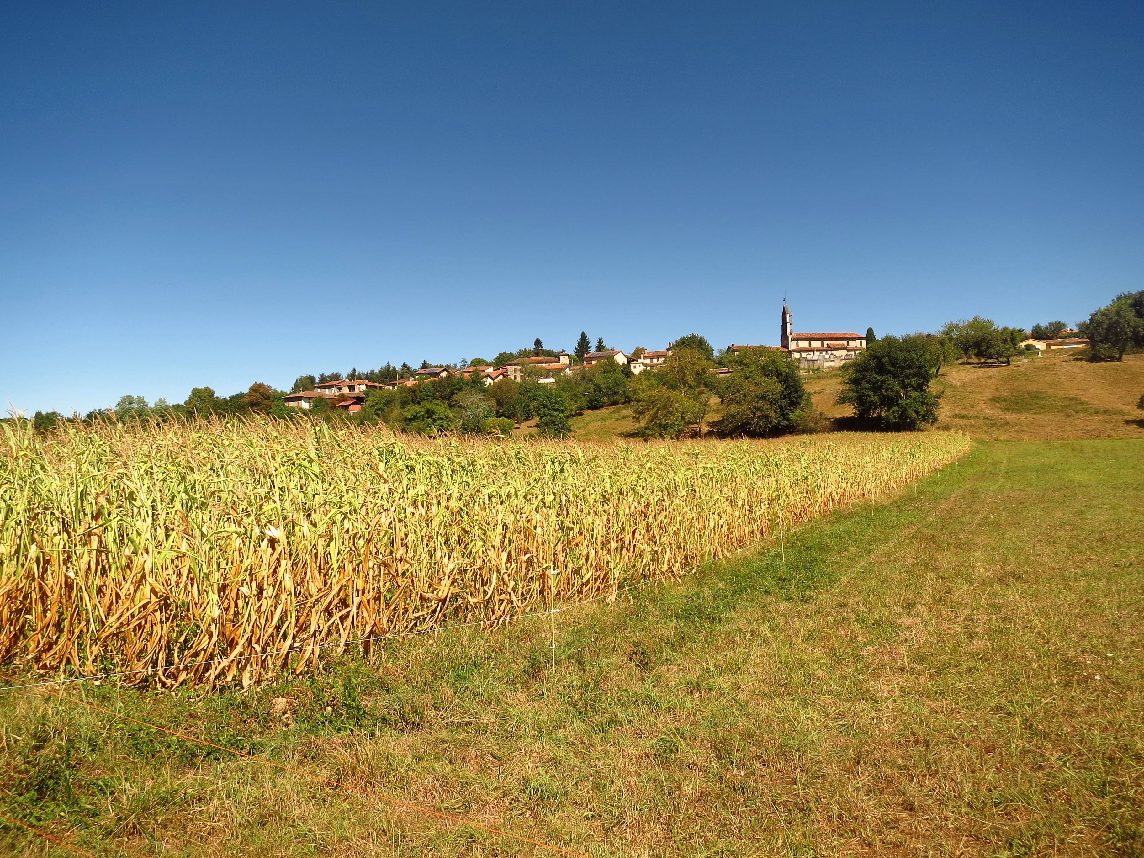 Photo de Chiesa Saint-Étienne de Mercenac