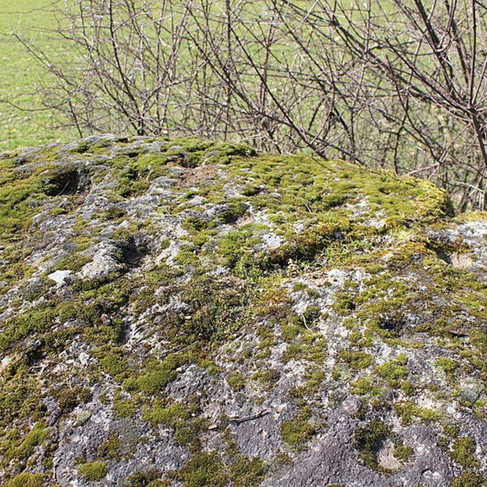 Photo de La pierre erratique de Chozeau ou meulière dite La Chaise du Seigneur