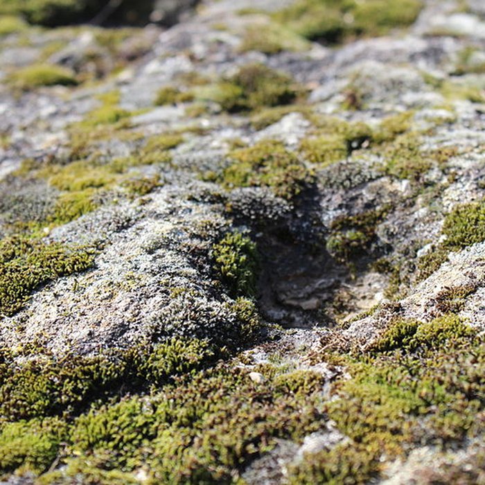 Photo de La pierre erratique de Chozeau ou meulière dite La Chaise du Seigneur