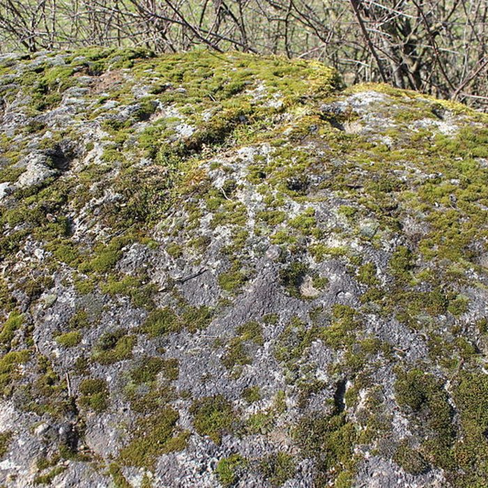 Photo de La pierre erratique de Chozeau ou meulière dite La Chaise du Seigneur