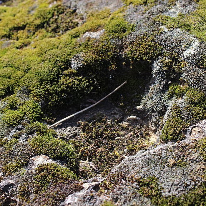 Photo de La pierre erratique de Chozeau ou meulière dite La Chaise du Seigneur