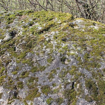 La pierre erratique de Chozeau ou meulière dite La Chaise du Seigneur