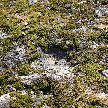La pierre erratique de Chozeau ou meulière dite La Chaise du Seigneur