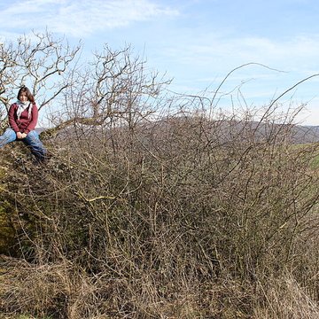 La pierre erratique de Chozeau ou meulière dite La Chaise du Seigneur