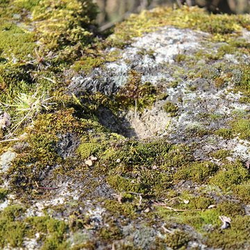 La pierre erratique de Chozeau ou meulière dite La Chaise du Seigneur
