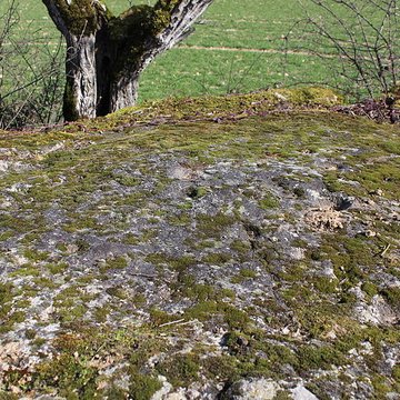 La pierre erratique de Chozeau ou meulière dite La Chaise du Seigneur