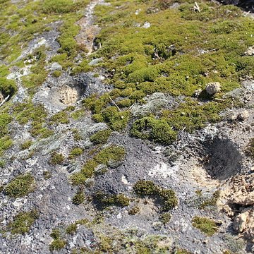 La pierre erratique de Chozeau ou meulière dite La Chaise du Seigneur