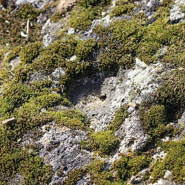 La pierre erratique de Chozeau ou meulière dite La Chaise du Seigneur