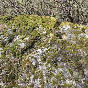 La pierre erratique de Chozeau ou meulière dite La Chaise du Seigneur