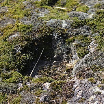 La pierre erratique de Chozeau ou meulière dite La Chaise du Seigneur