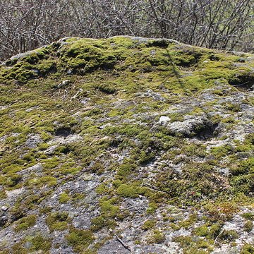 La pierre erratique de Chozeau ou meulière dite La Chaise du Seigneur