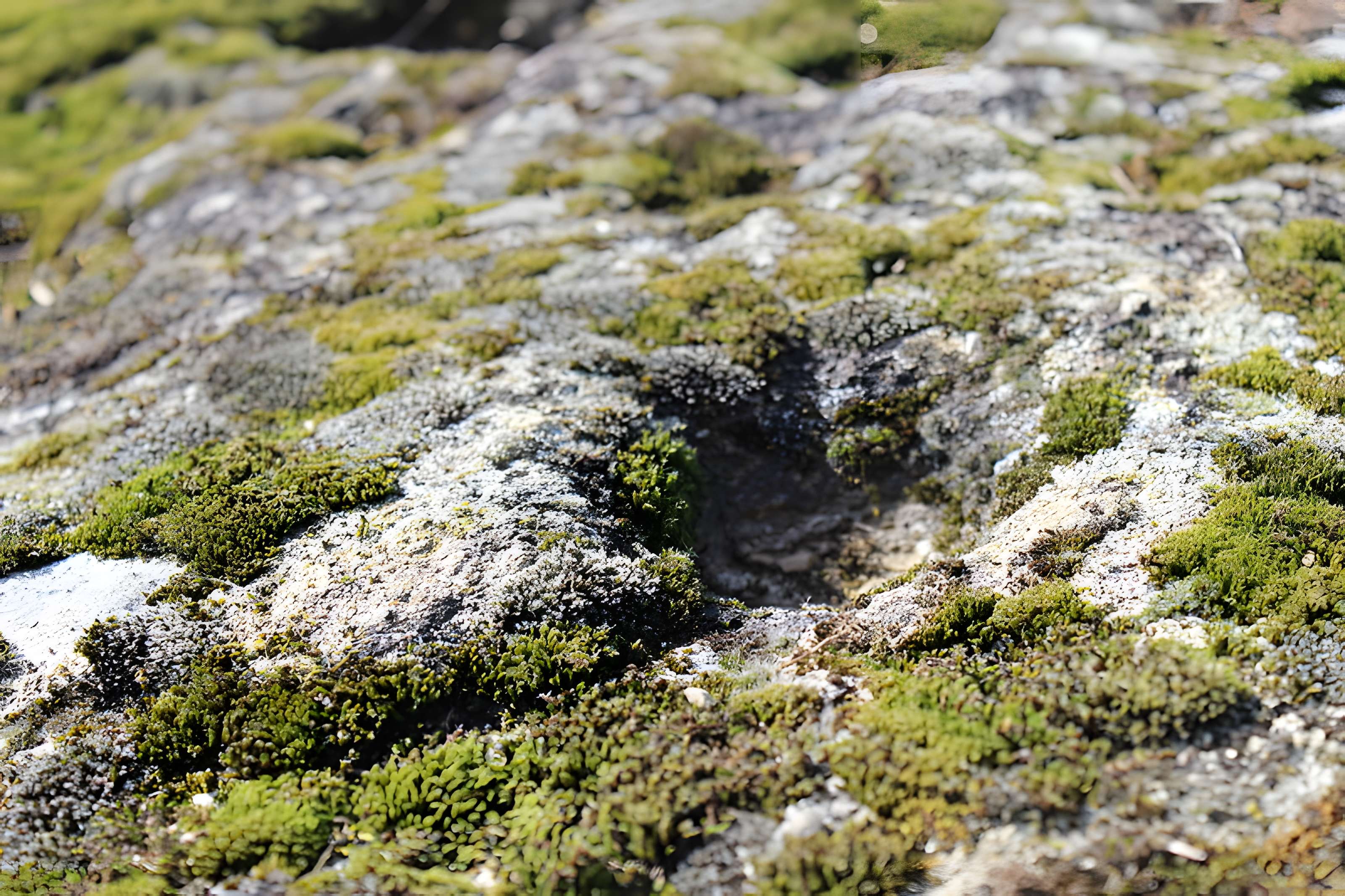 La pierre erratique de Chozeau ou meulière dite La Chaise du Seigneur