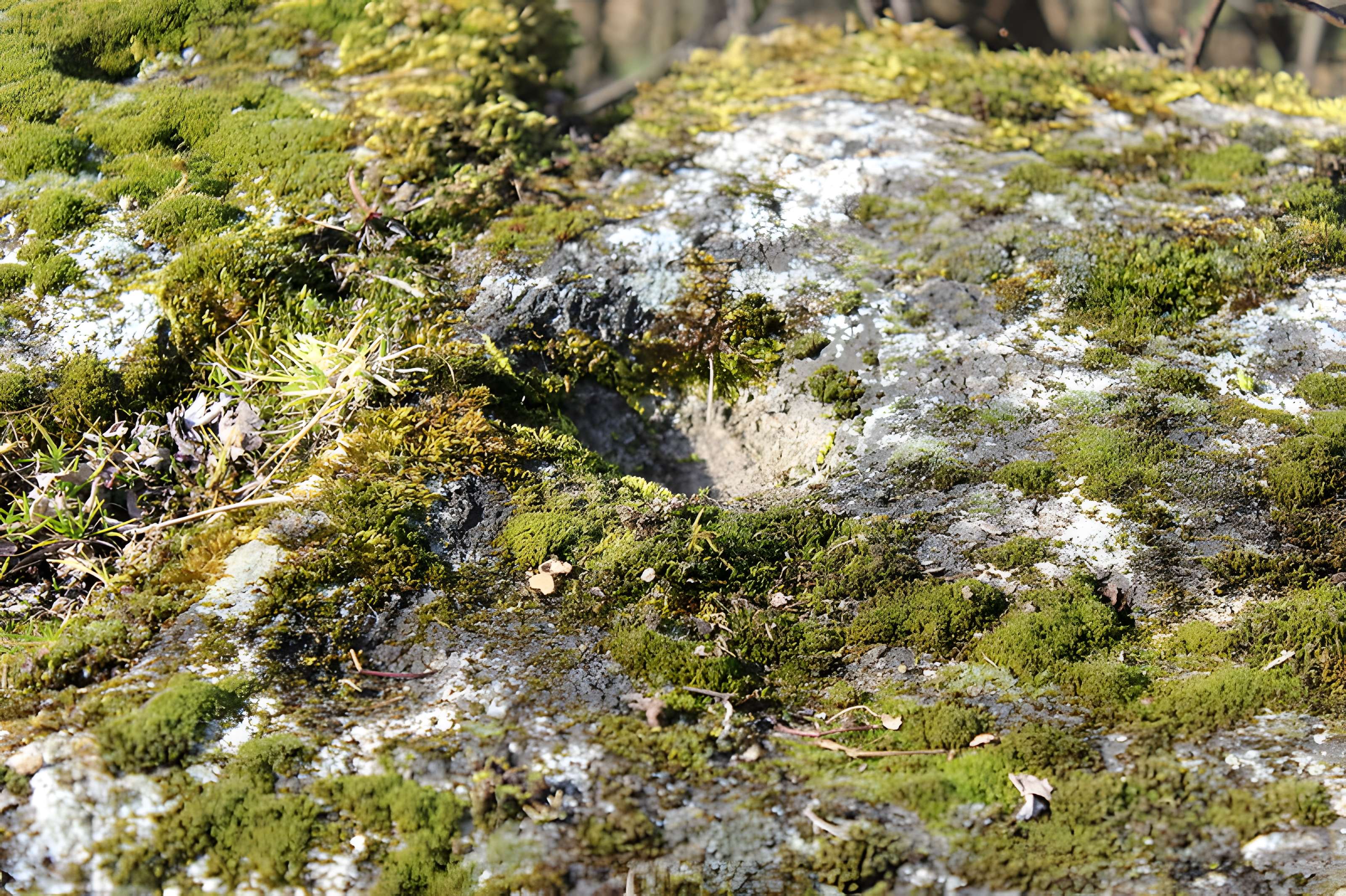 La pierre erratique de Chozeau ou meulière dite La Chaise du Seigneur