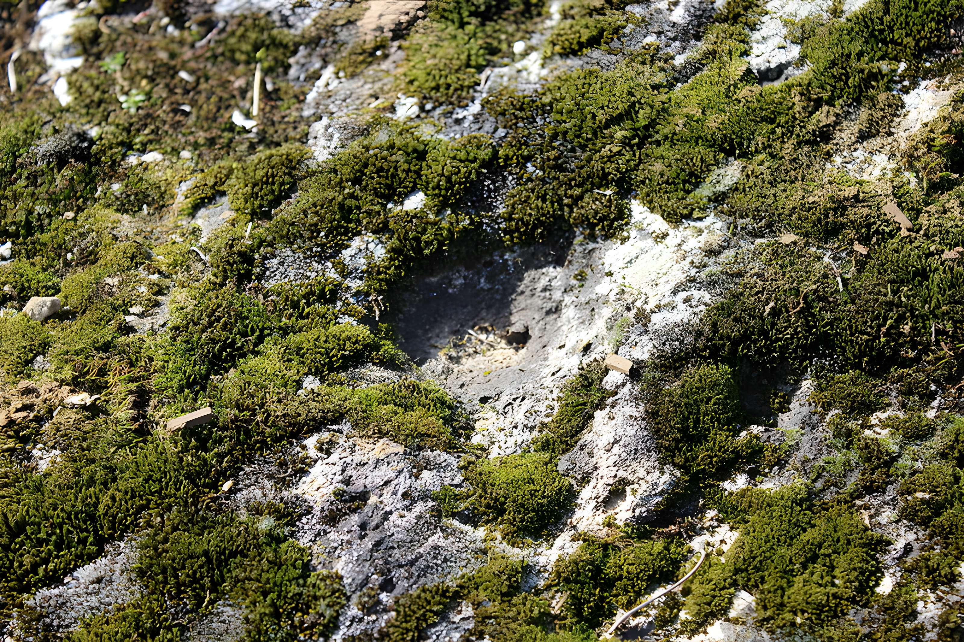 La pierre erratique de Chozeau ou meulière dite La Chaise du Seigneur