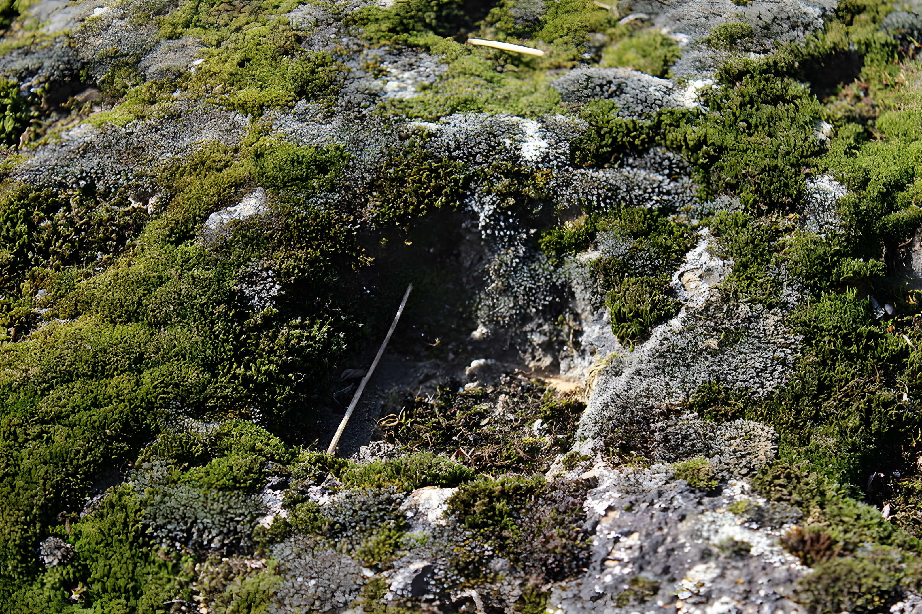 La pierre erratique de Chozeau ou meulière dite La Chaise du Seigneur