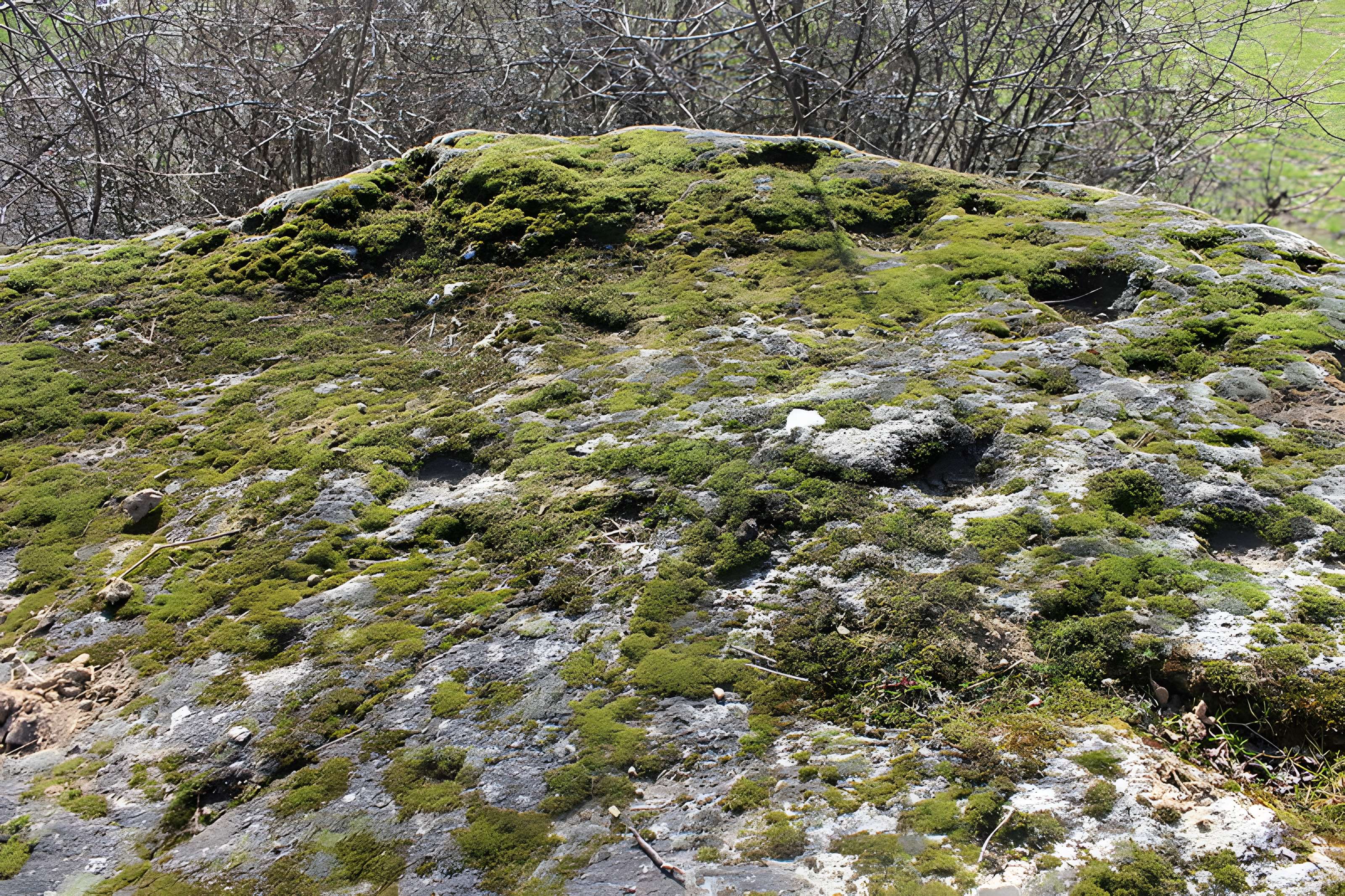 La pierre erratique de Chozeau ou meulière dite La Chaise du Seigneur