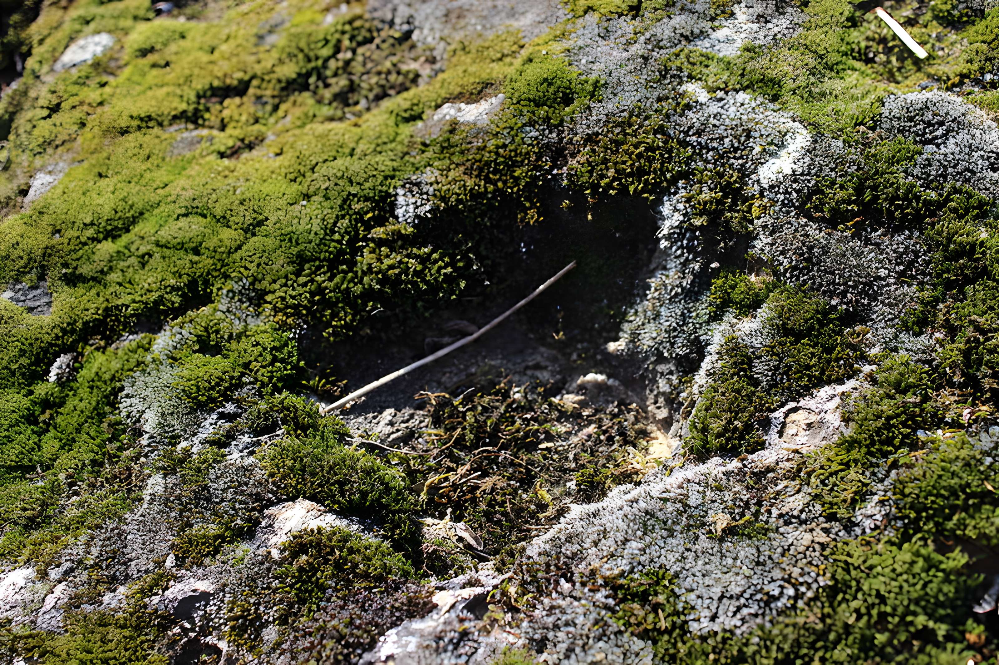 La pierre erratique de Chozeau ou meulière dite La Chaise du Seigneur