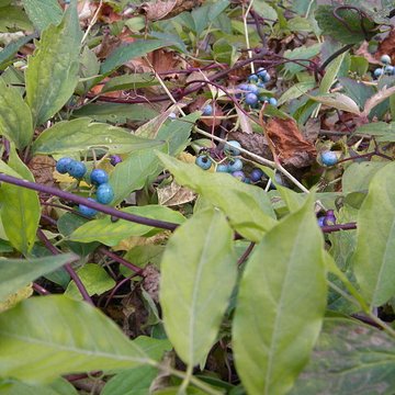 Château de Germolles