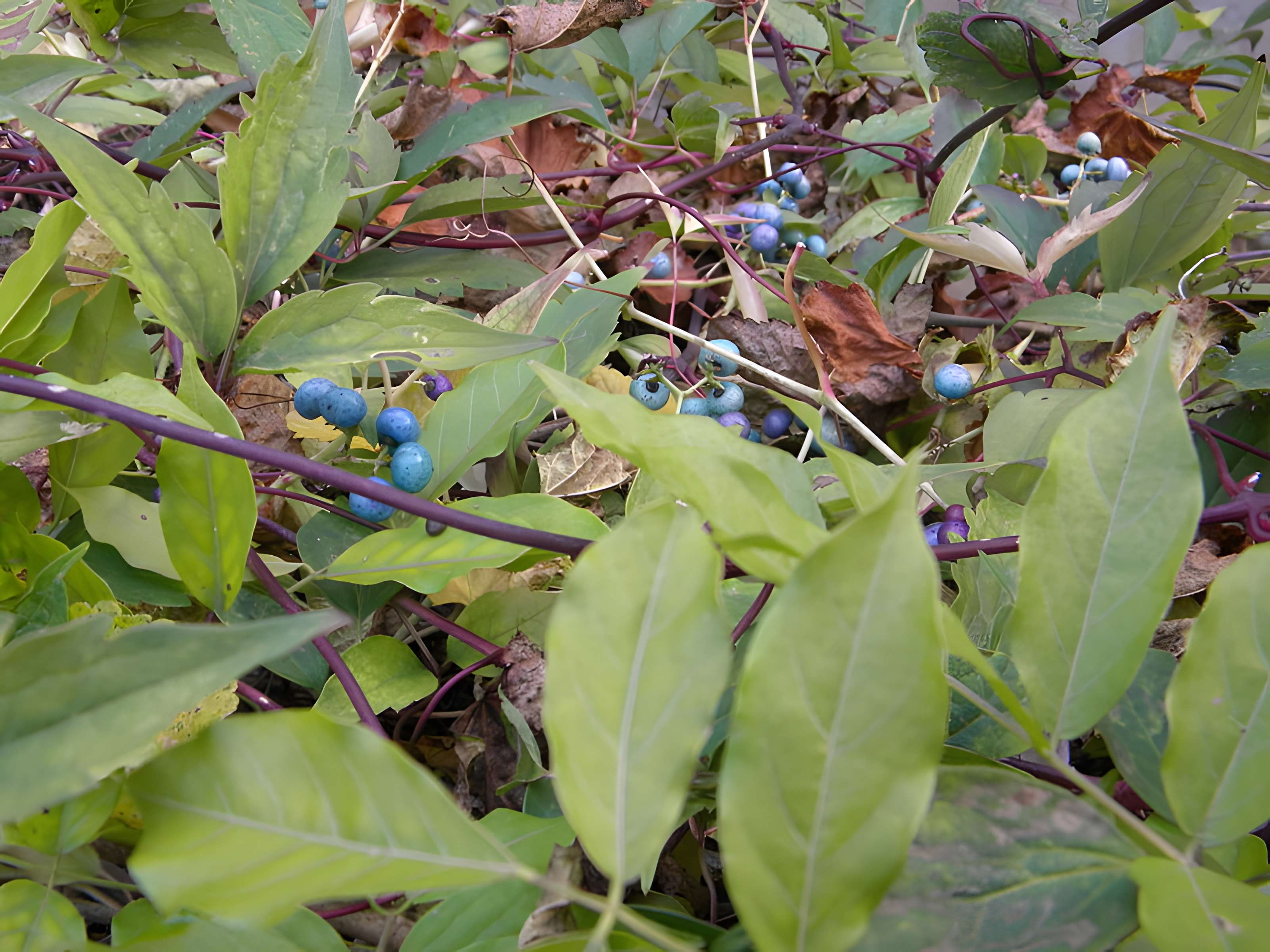 Château de Germolles