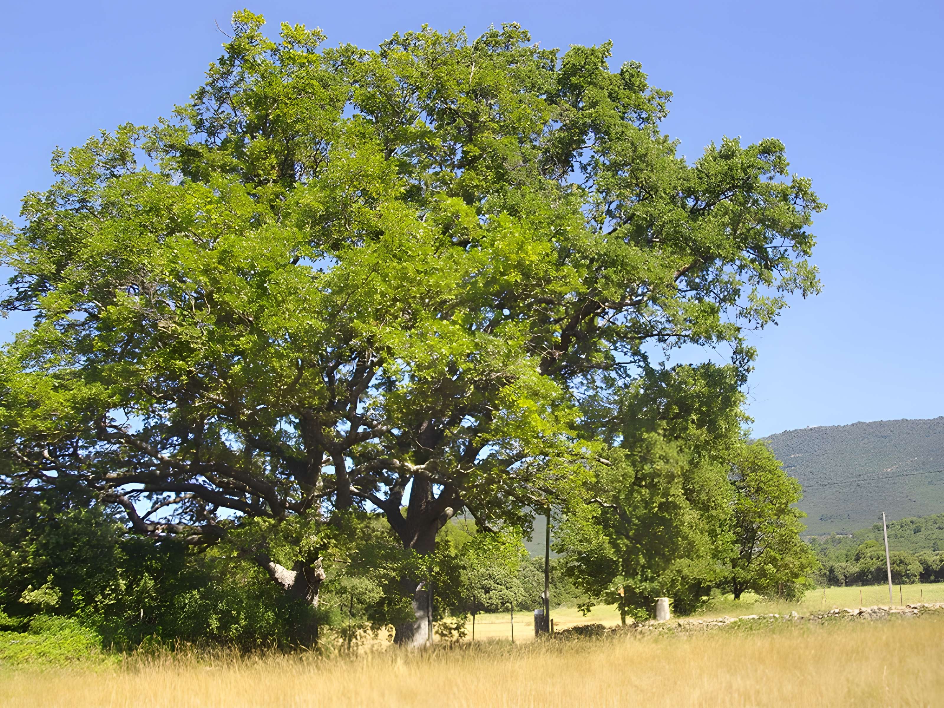 Chapelle Notre-Dame de Spéluque à Ampus