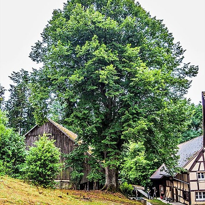 Photo de Chapelle Saint-Martin dOltingue