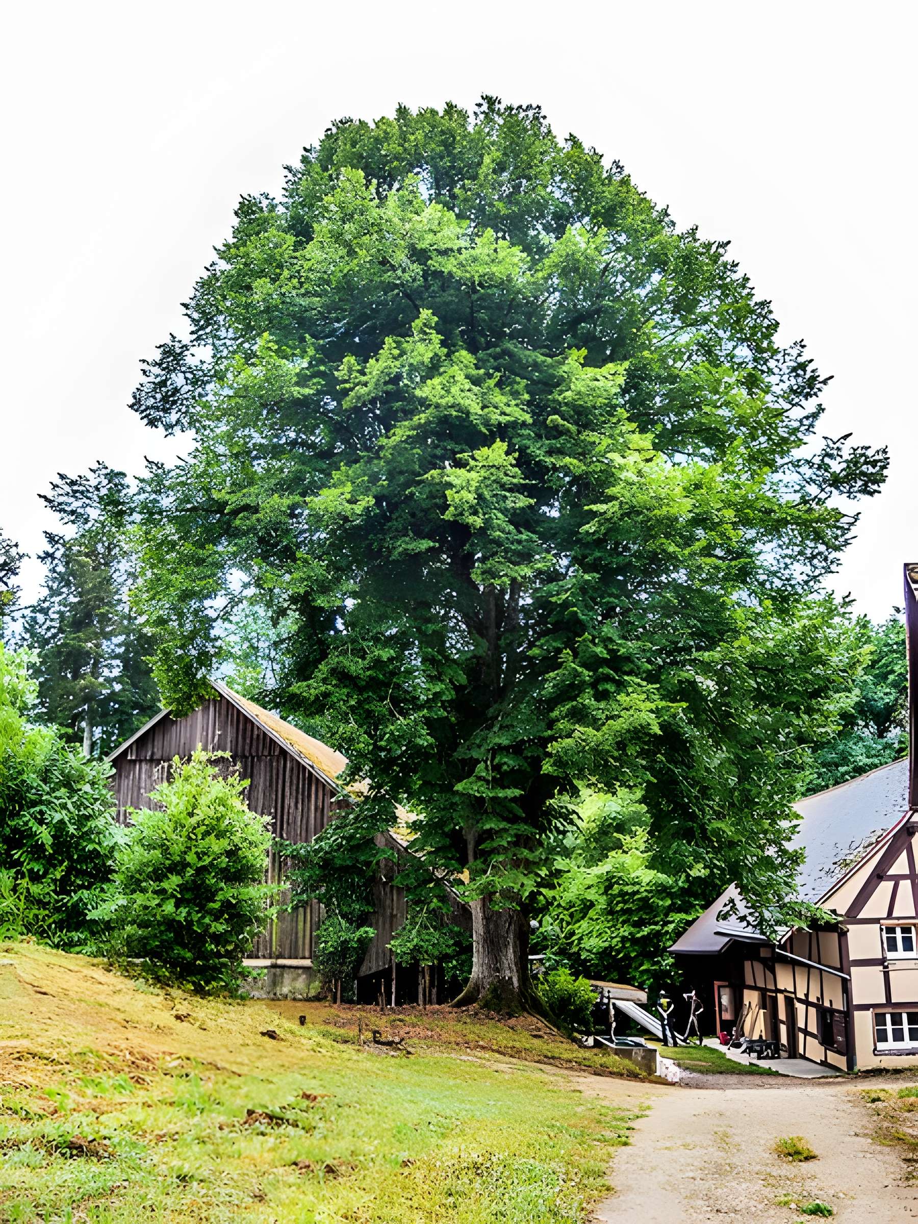 Chapelle Saint-Martin d'Oltingue