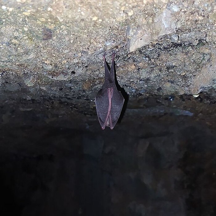 Photo de Chartreuse du Port-Sainte-Marie également sur commune de Chapdes-Beaufort