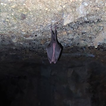 Chartreuse de Port-Sainte-Marie