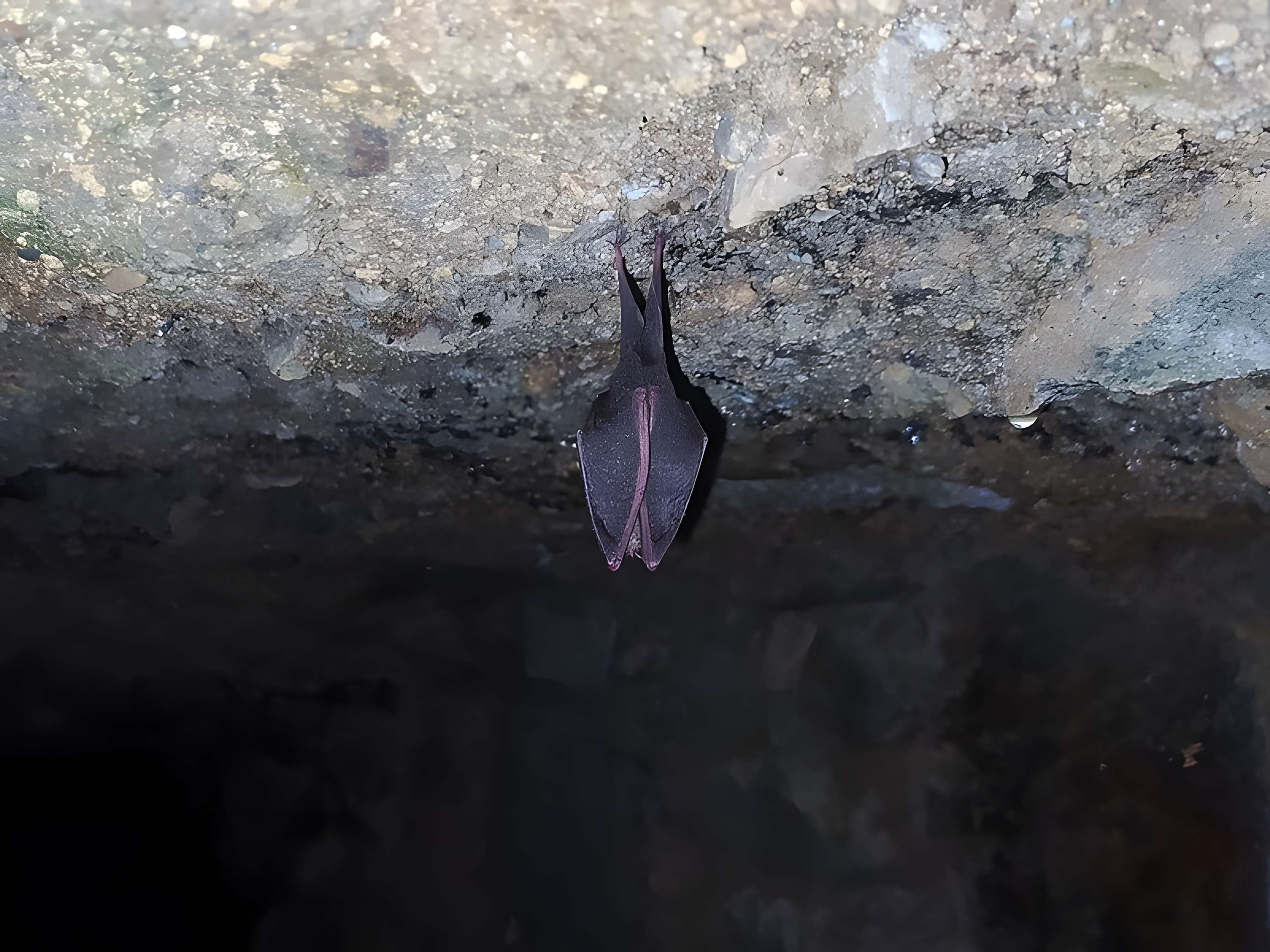 Chartreuse de Port-Sainte-Marie