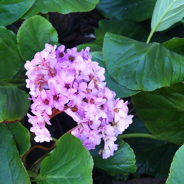 Photo de Chartreuse de Vauclaire