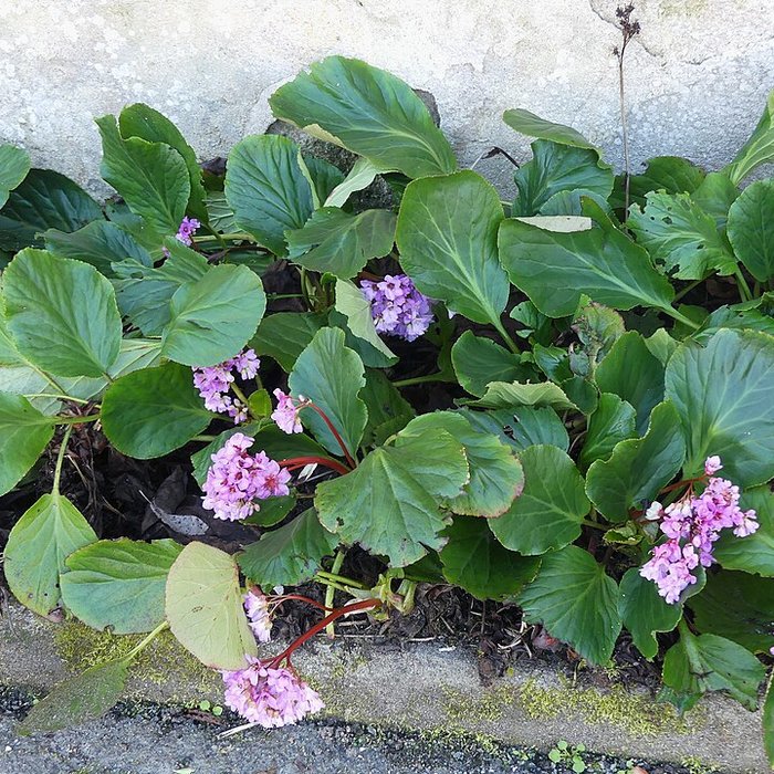 Photo de Chartreuse de Vauclaire