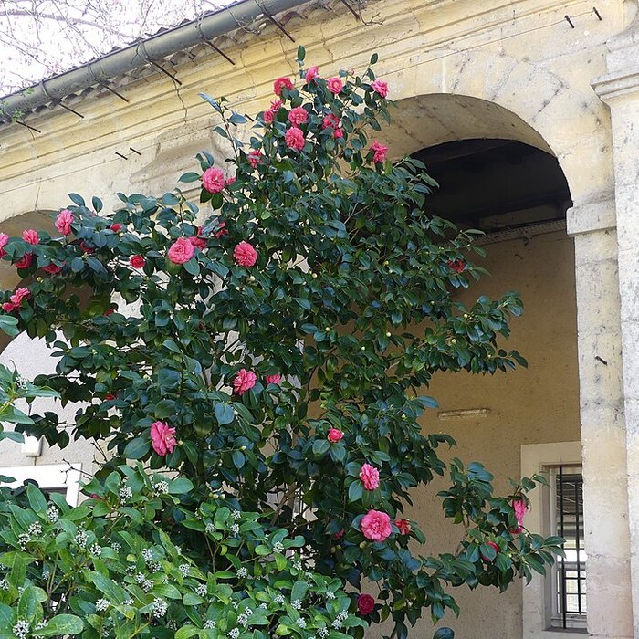 Photo de Chartreuse de Vauclaire