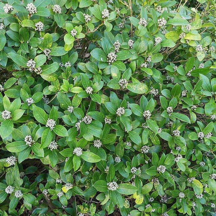 Photo de Chartreuse de Vauclaire