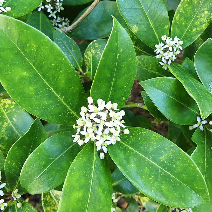 Photo de Chartreuse de Vauclaire