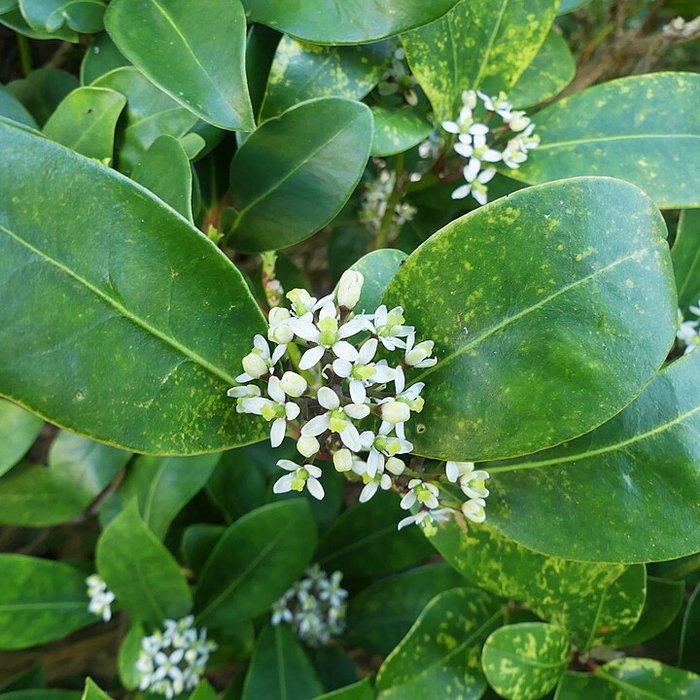 Photo de Chartreuse de Vauclaire