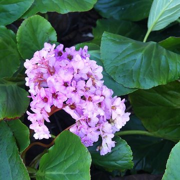 Chartreuse de Vauclaire