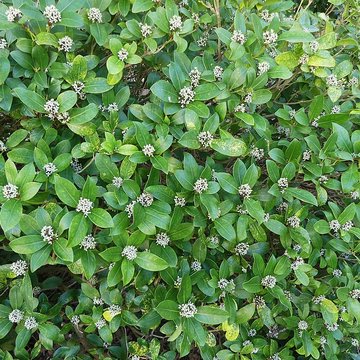 Chartreuse de Vauclaire