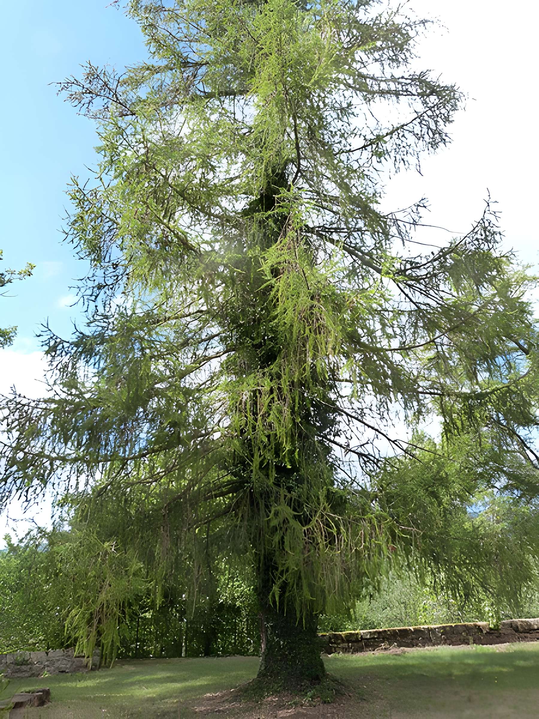 Château bas de Montjaux