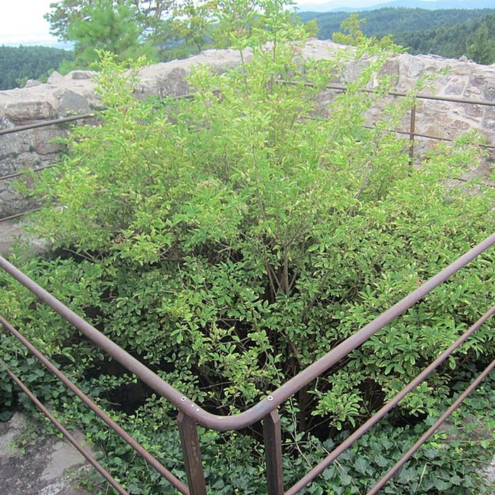 Photo de Château de Bilstein