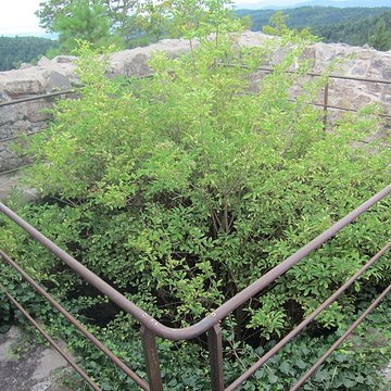 Château de Bilstein