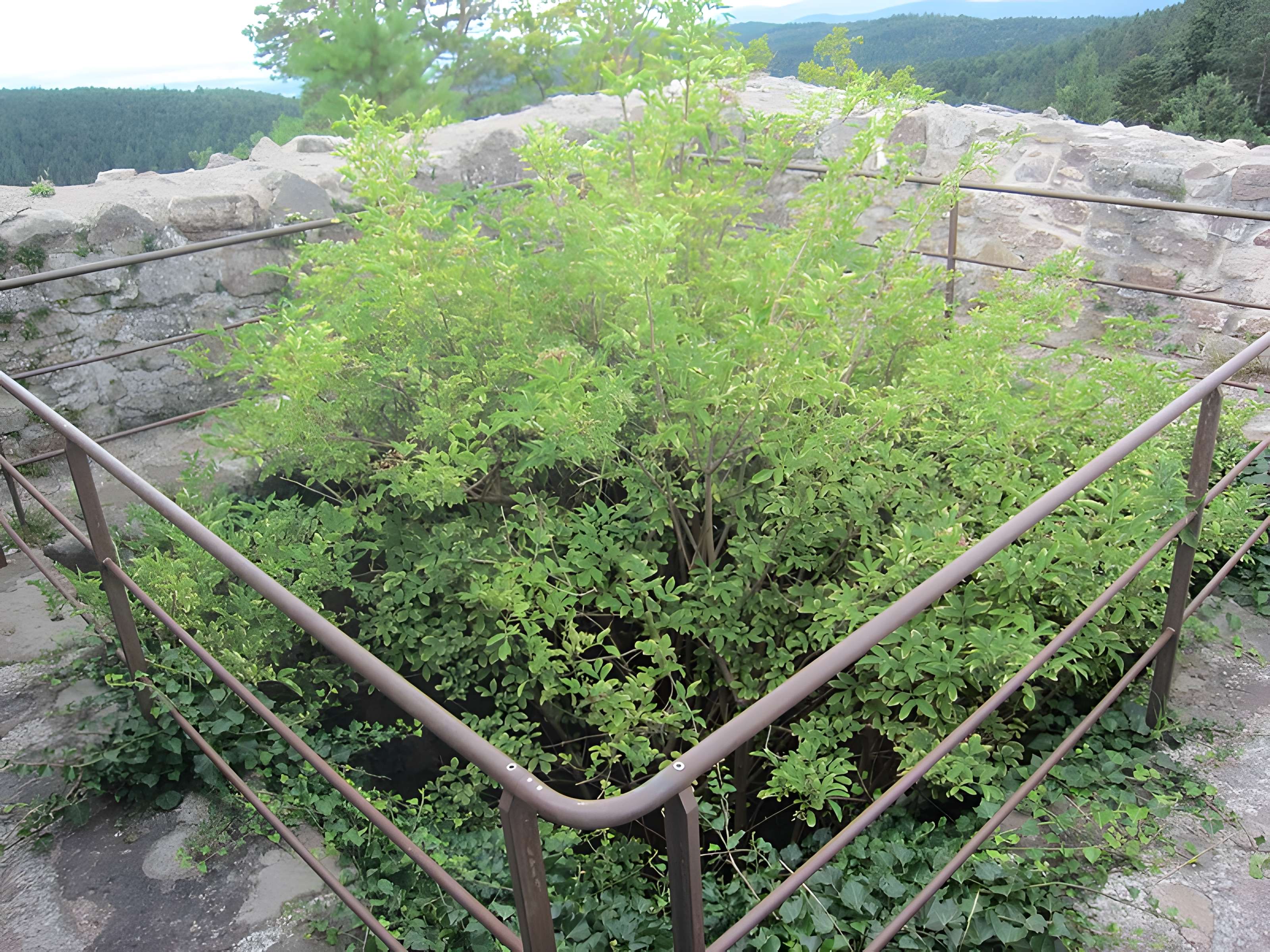 Château de Bilstein