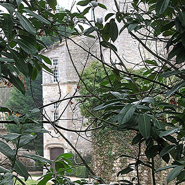 Photo de Château de Buffières