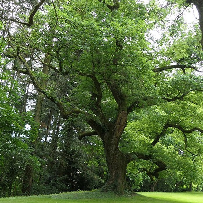 Photo de Château de Grammont