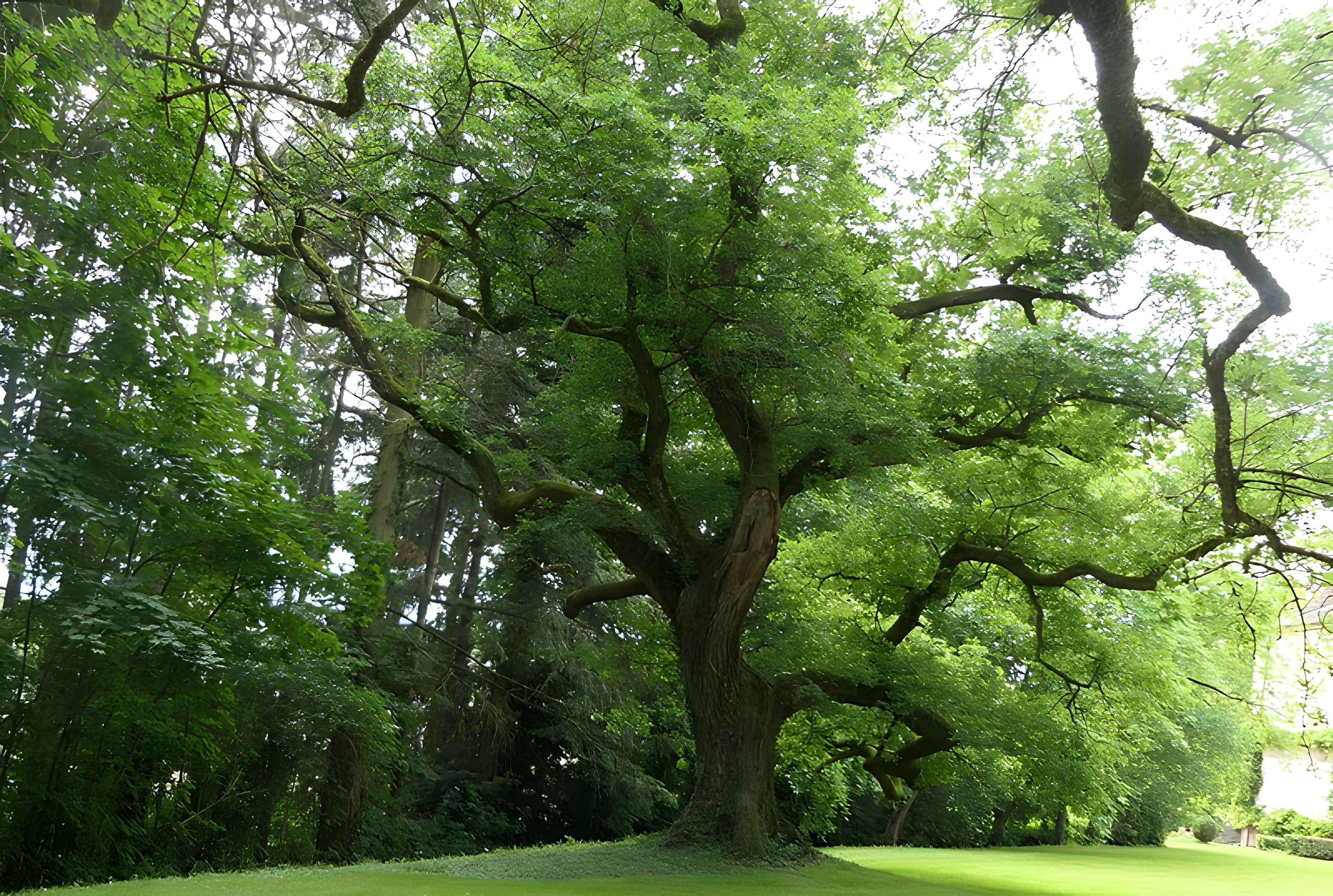 Château de Grammont