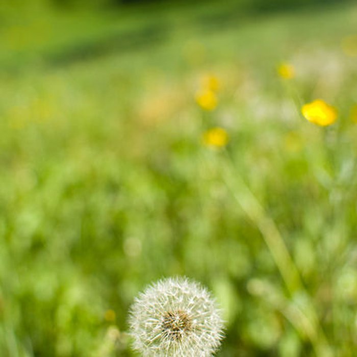 Photo de Domaine de Curis-au-Mont-dOr dit domaine de la Trolanderie