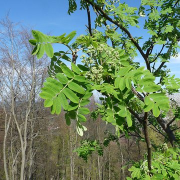 Château de Loewenstein