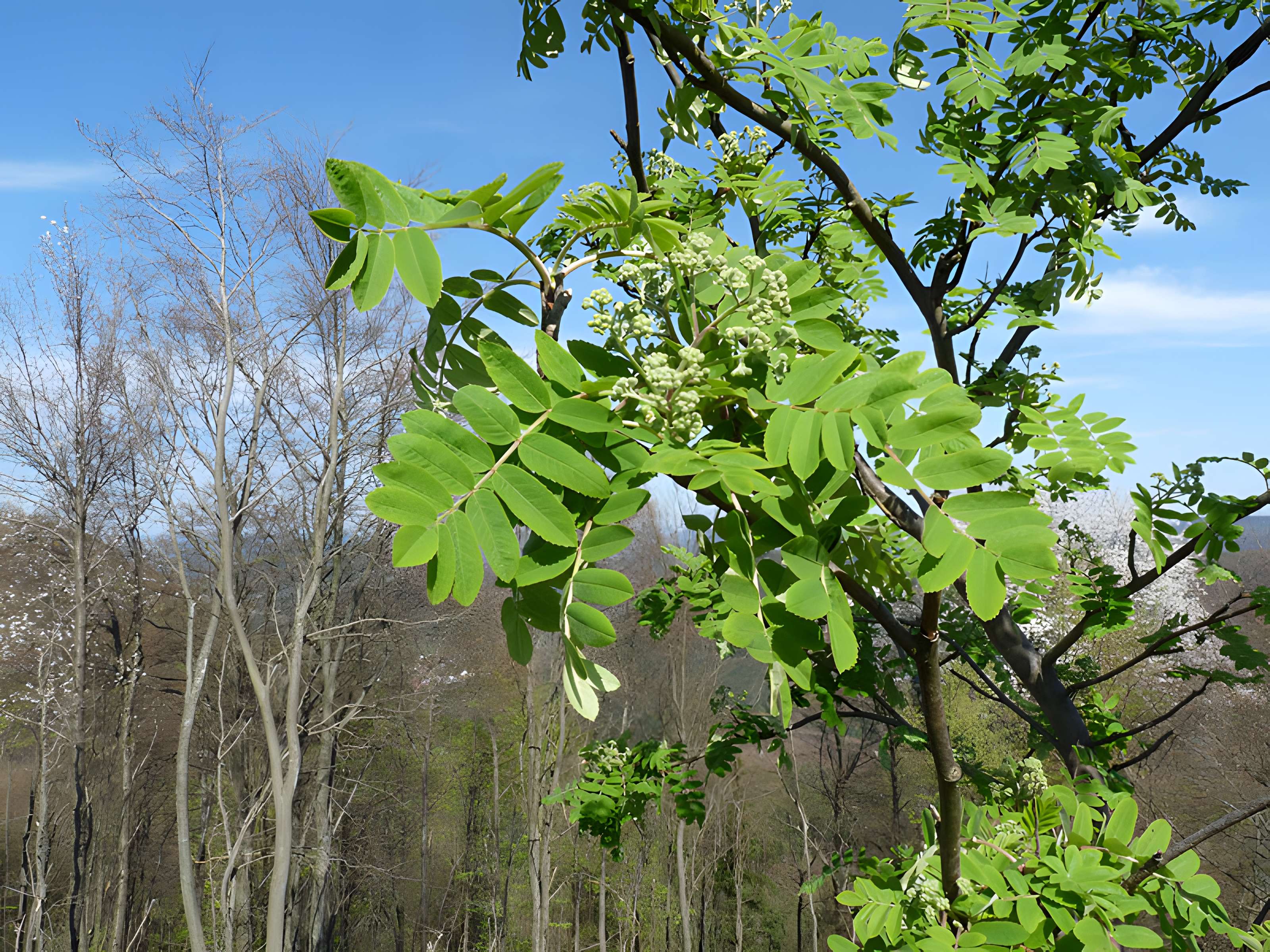 Château de Loewenstein