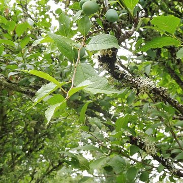 Château de Malleret